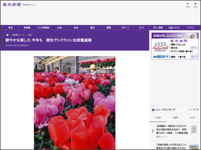 鮮やかな美しさ、今年も 桐生でシクラメン出荷最盛期：東京新聞 TOKYO Web - 東京新聞