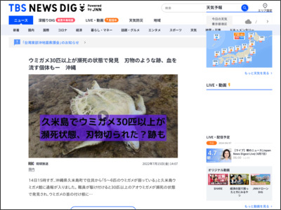 ウミガメ30匹以上が瀕死の状態で発見 刃物のような跡、血を流す個体もー 沖縄 - TBS NEWS DIG Powered by JNN