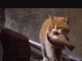 癒しのネコ動画  喧嘩ネコの次に見てね！
