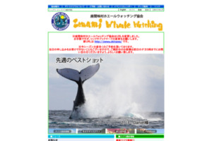 座間味村ホエールウォッチング協会　沖縄・慶良間でザトウクジラを見るツアー